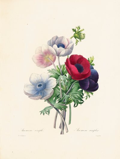 Anemone, Langlois